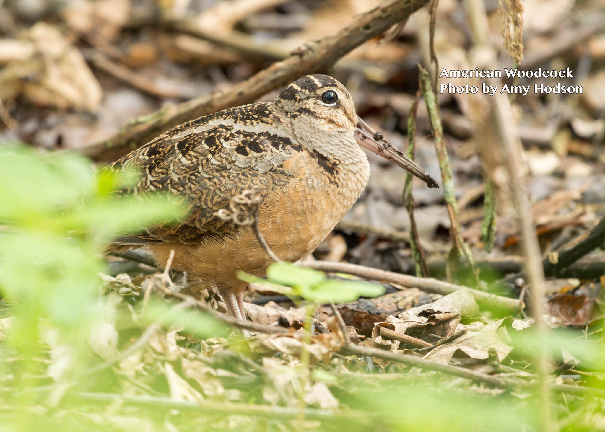 American Woodcock by Amy Hodson