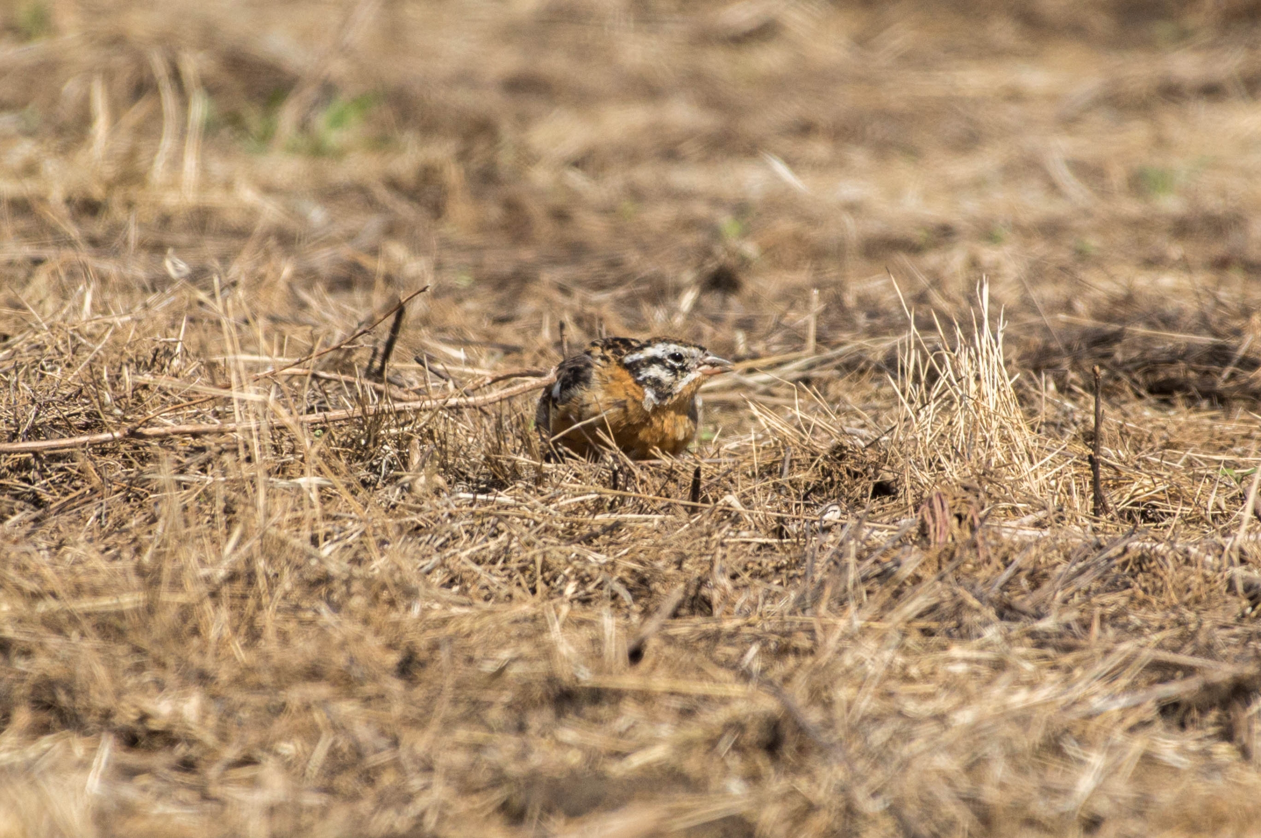 Smith's Longspur