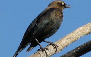 Brown-headed Cowbird