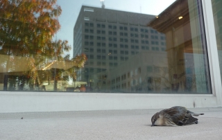 Dead Yellow-rumped Warbler from Window Strike