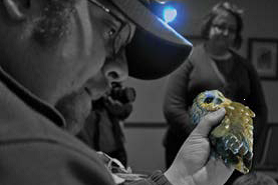 Brad Bumgardner banding an owl