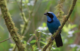 Turquoise Jay