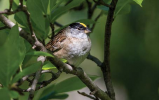 Golden-crowned Sparrow