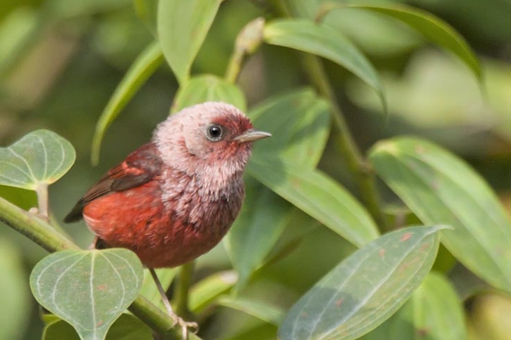 Pink-headed Warbler