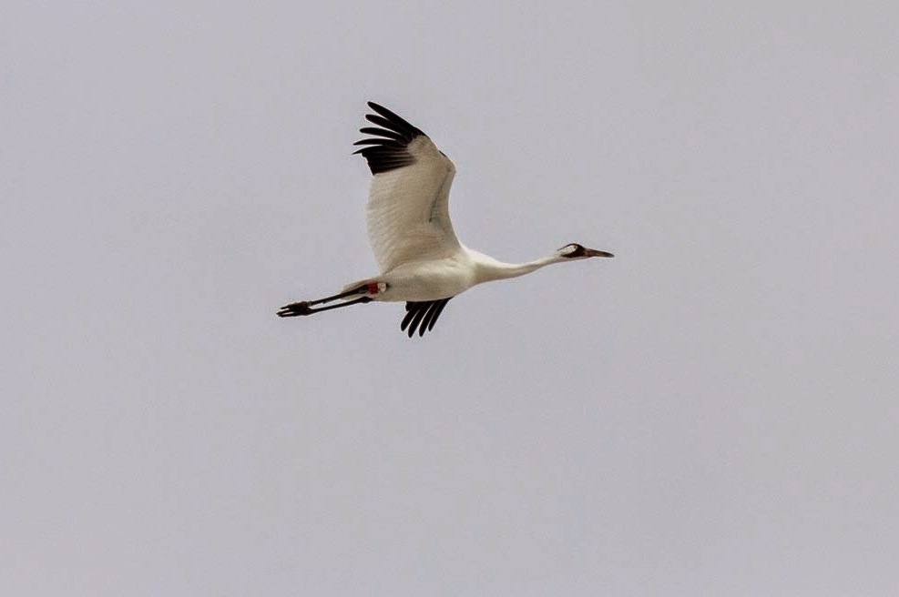 Whooping Crane