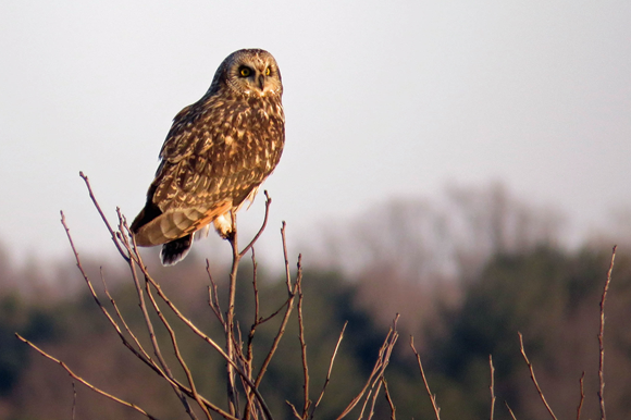 Short-eared Owl