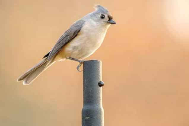 Tufted Titmouse