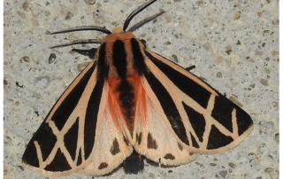 Harnessed Tiger Moth