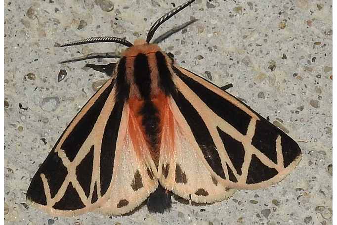 Harnessed Tiger Moth