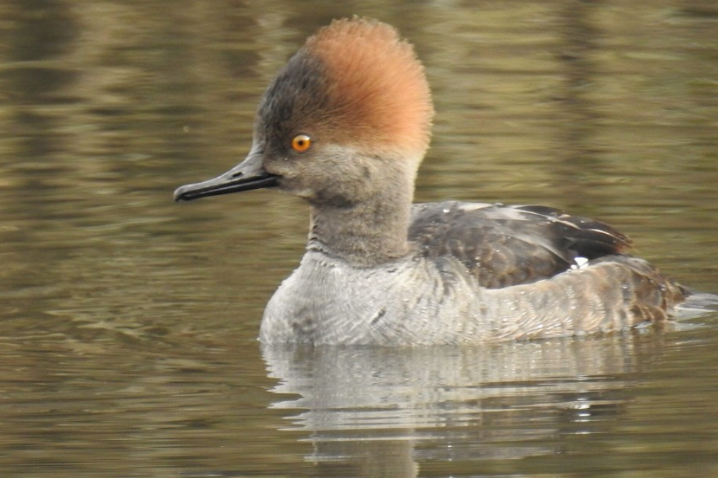 Hooded Merganser