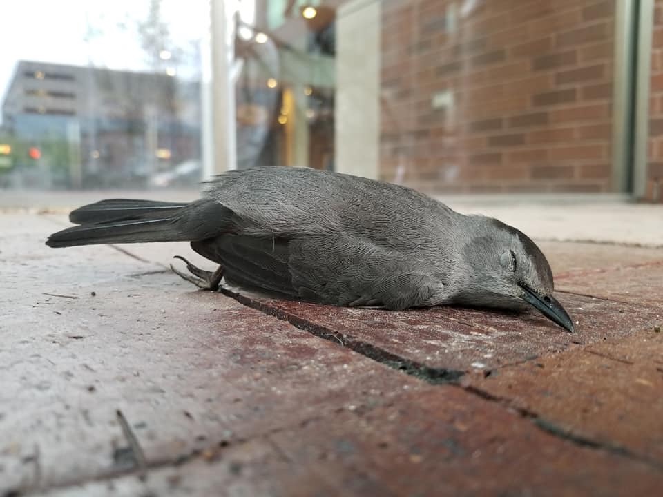 Dead Catbird