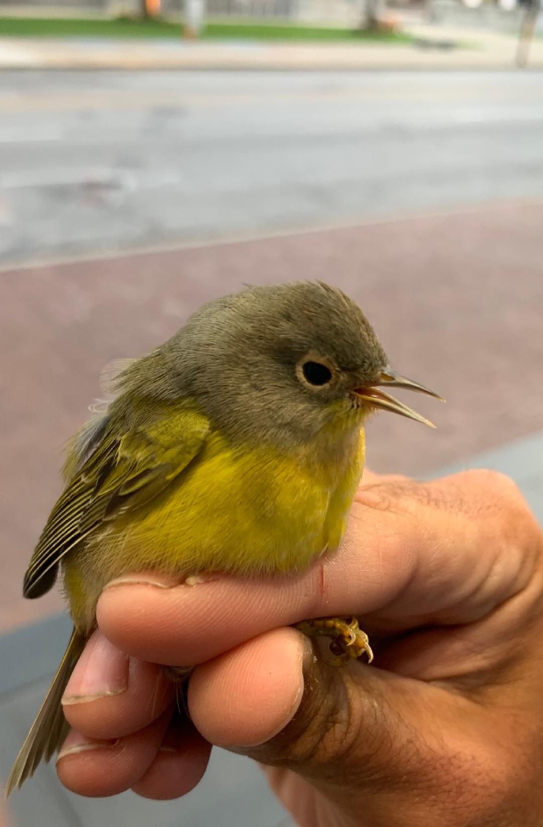 Injured Nashville Warbler