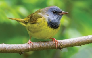 Mourning Warbler