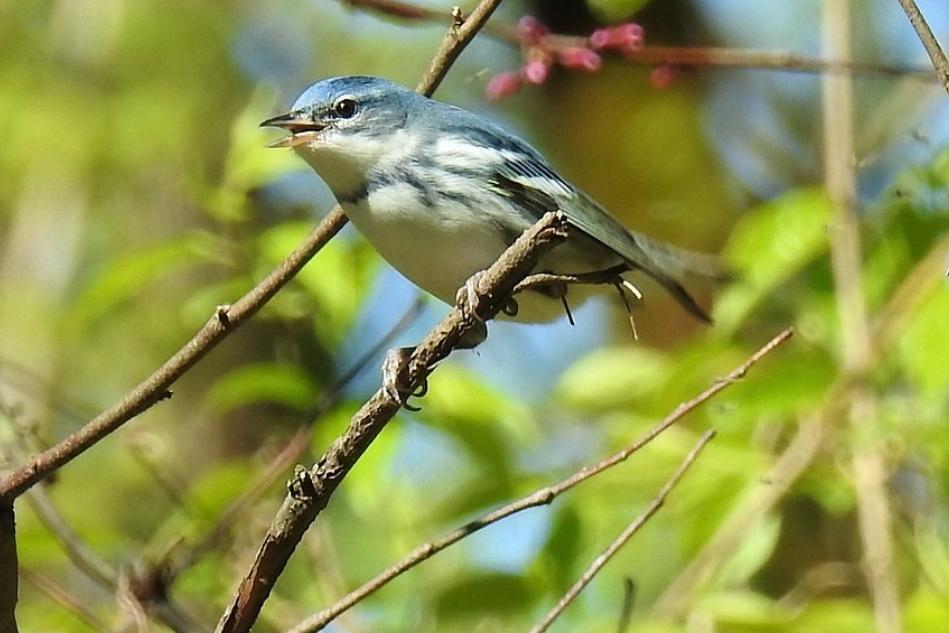 Cerulean Warbler