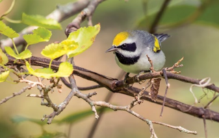 Golden-winged Warbler