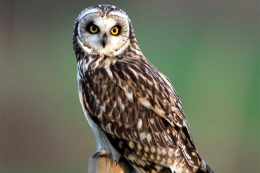 Short-eared Owl