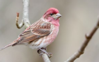 Purple Finch