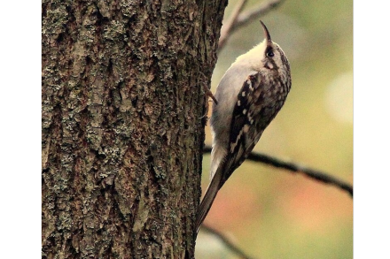 Brown Creeper