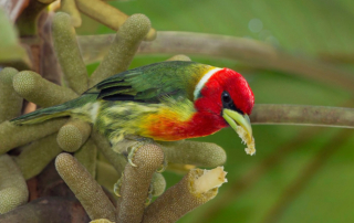 Re-headed Barbet