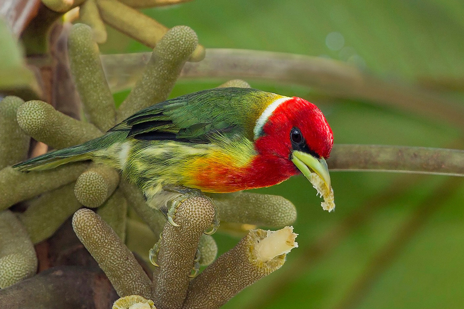 Re-headed Barbet