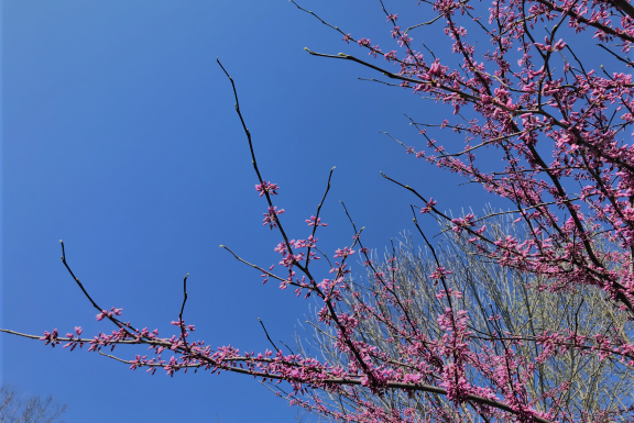 Flowering Tree