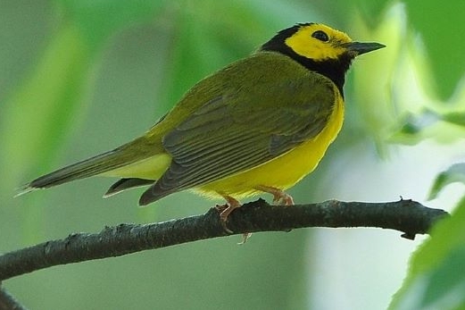 Hooded Warbler