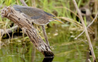 Green Heron