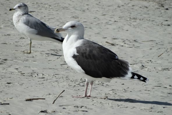 Black-backed Gulls