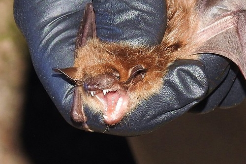 Big Brown Bat