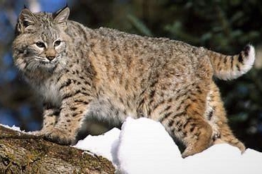 Bobcat