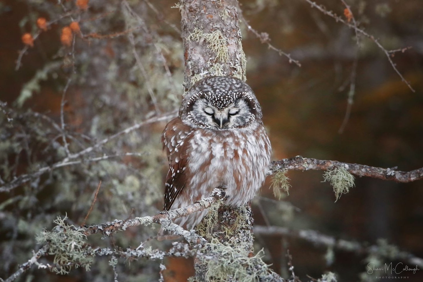 Boreal Owl