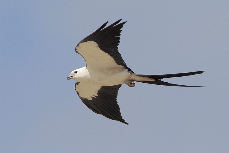 Swallow-tailed Kite