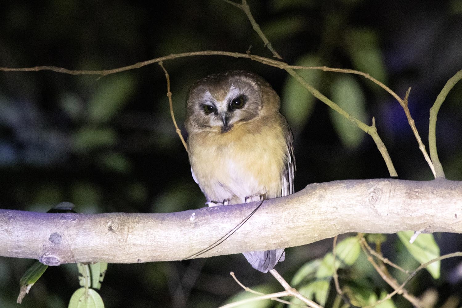 Unspotted Saw-whet Owl