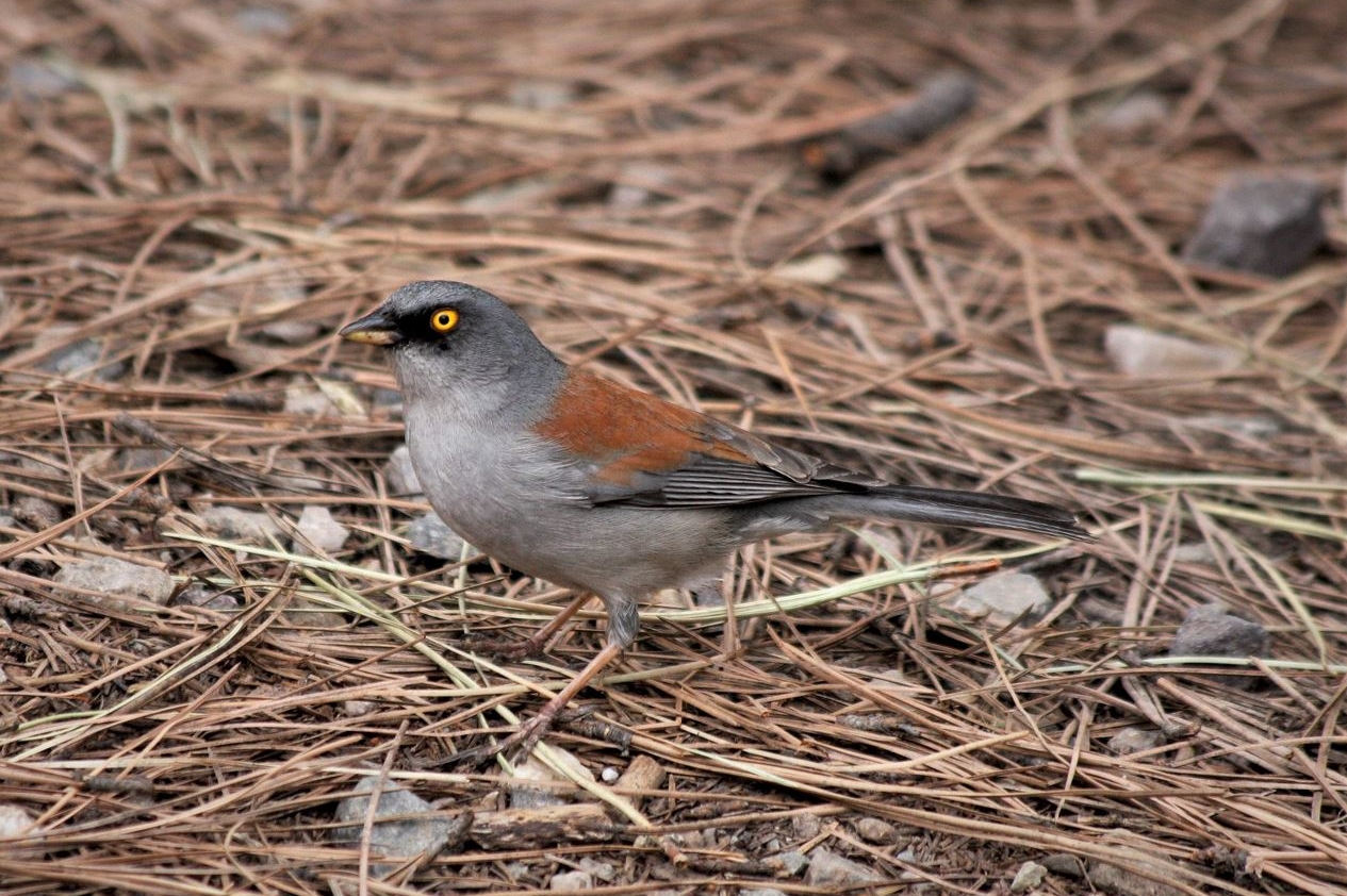 Yellow-eyed Junco