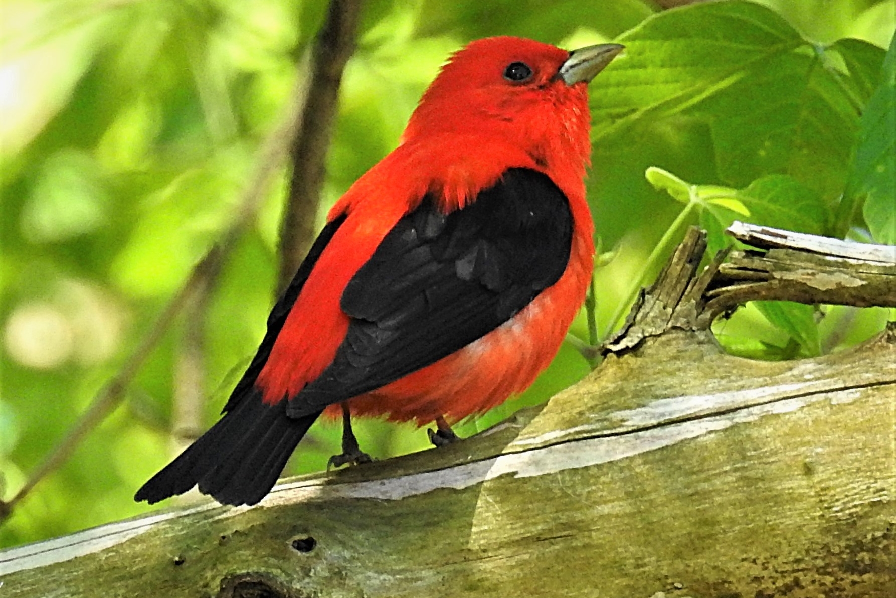 Scarlet Tanager