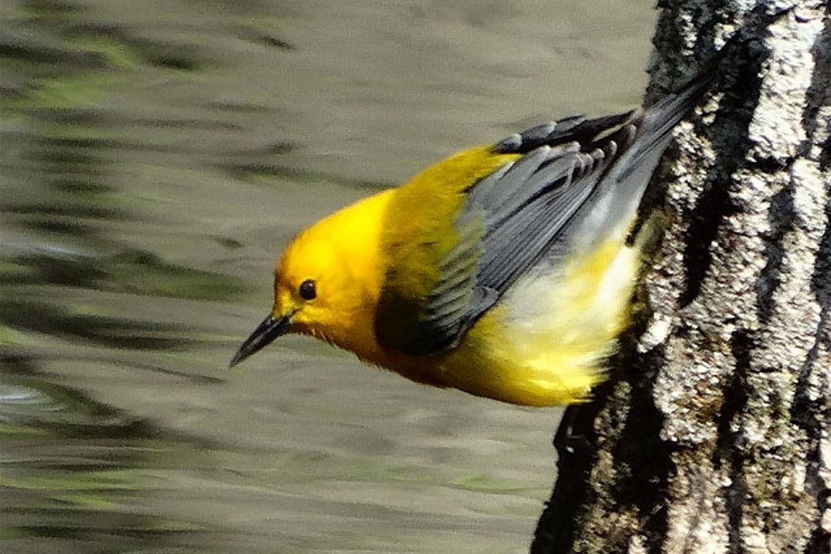 Prothonotary Warbler