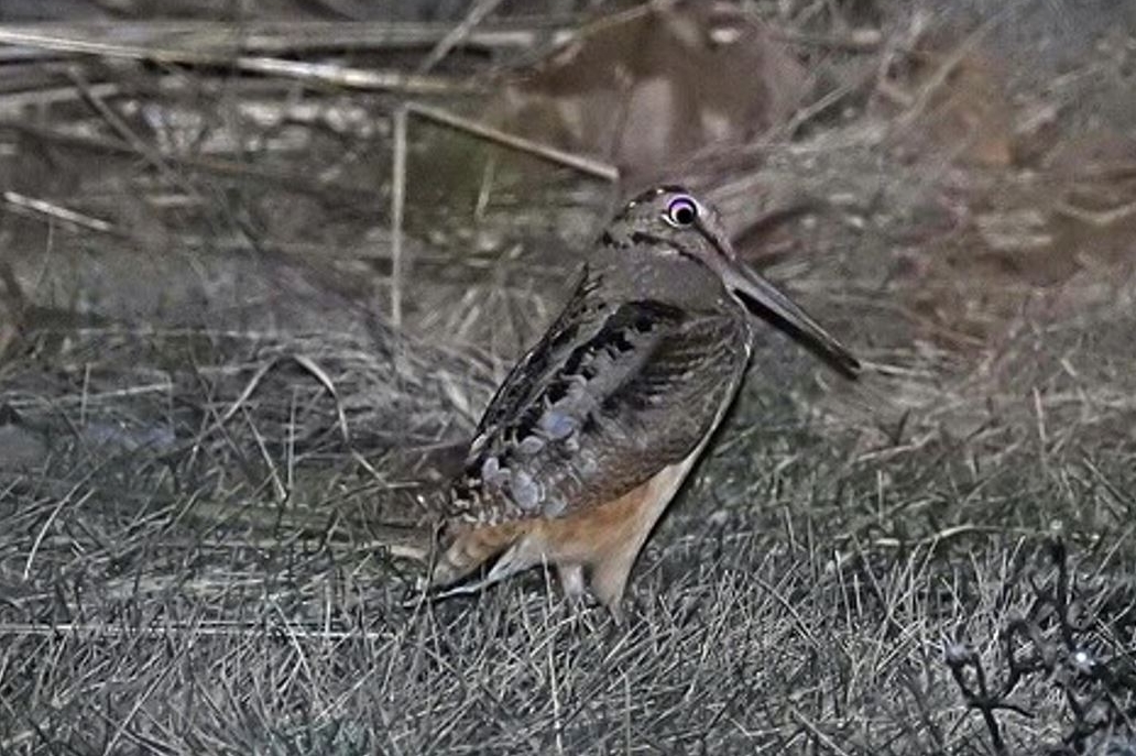 American Woodcock