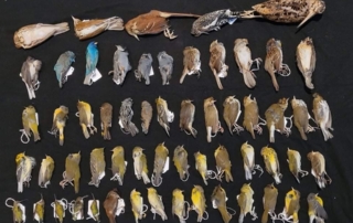 Dead Birds Collected in 2020