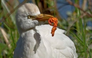 Cattle Egret with Balloon
