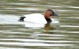 Canvasback