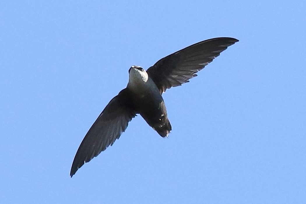 Chimney Swift