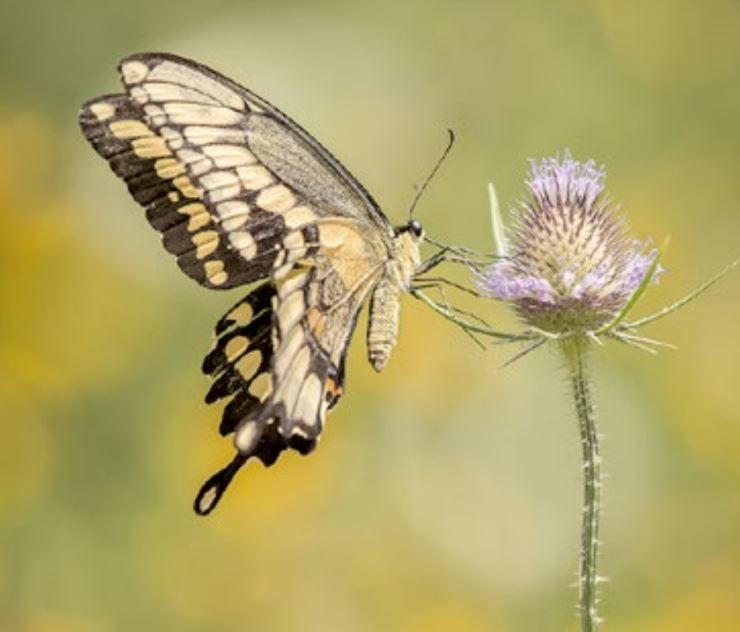 Giant Swallowtail Butterfly