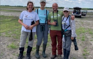 Noddy Little Gulls Team