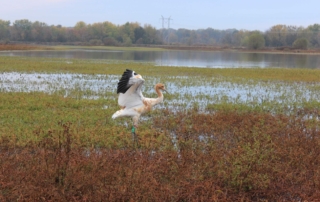 Whooping Crane