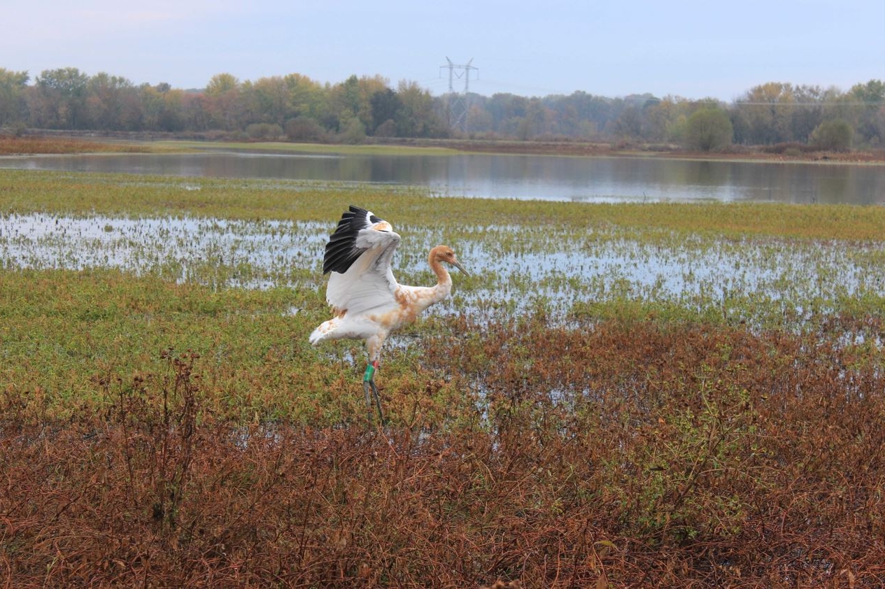 Creating Communities That Give a Whoop About Cranes in Indiana