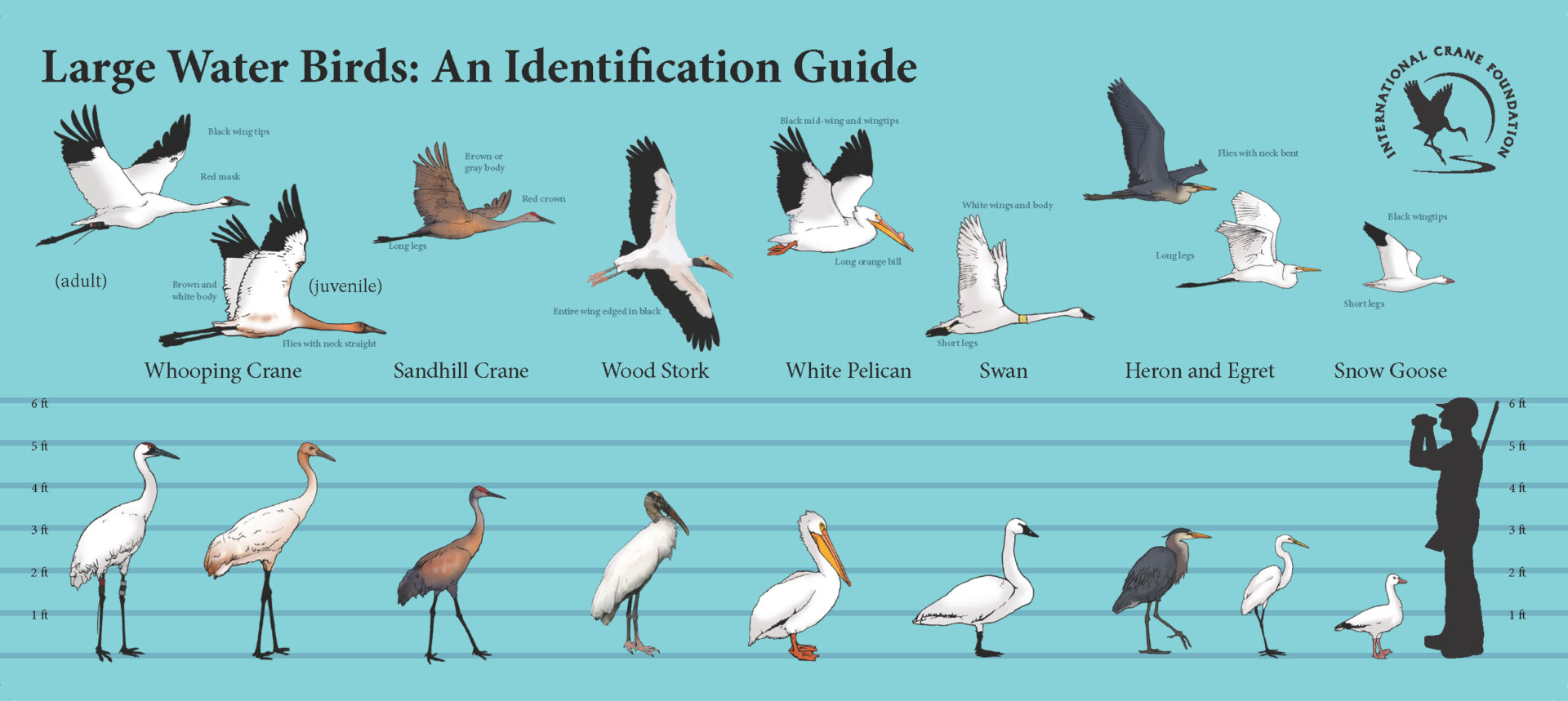 Large Bird ID Guide