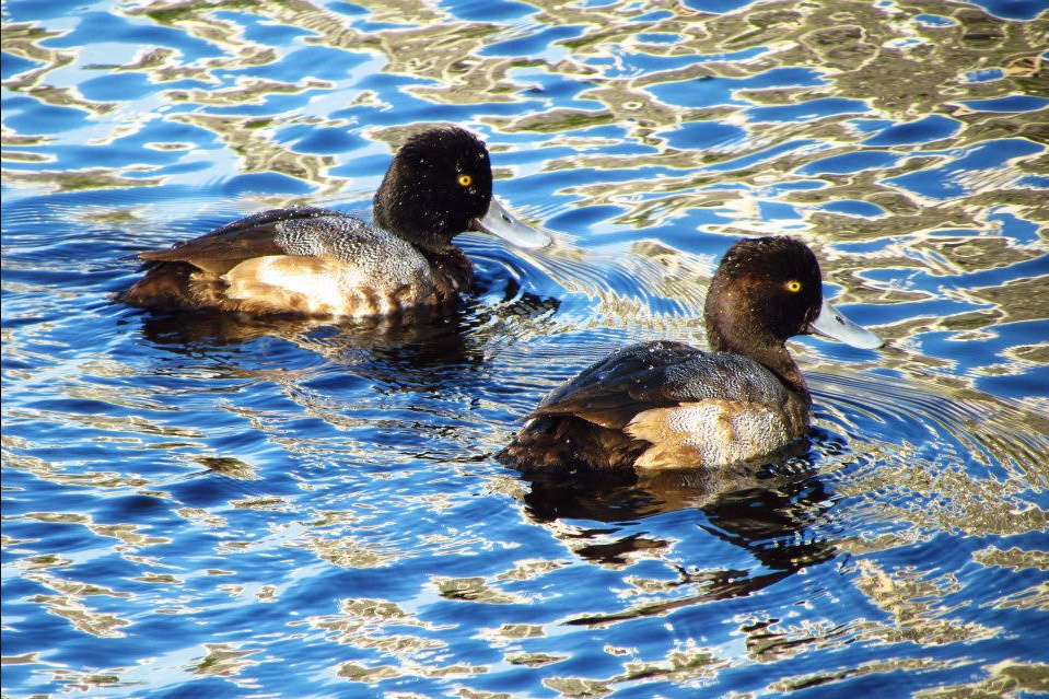 SCAUP