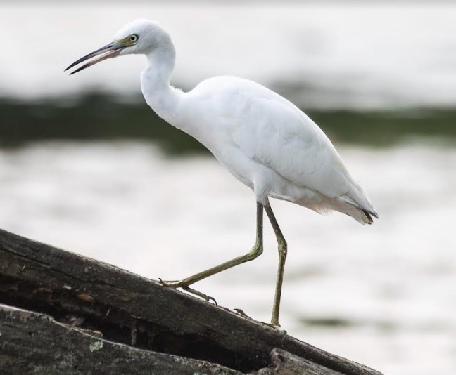 LITTLE BLUE HERON