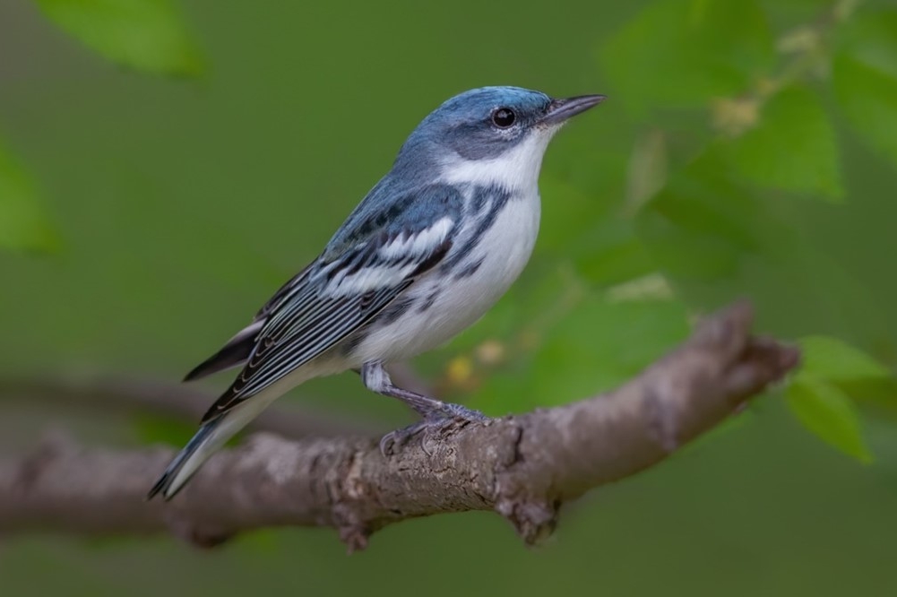 CERULEAN WARBLER