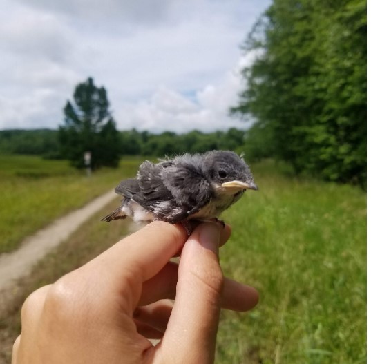 JUVENILE